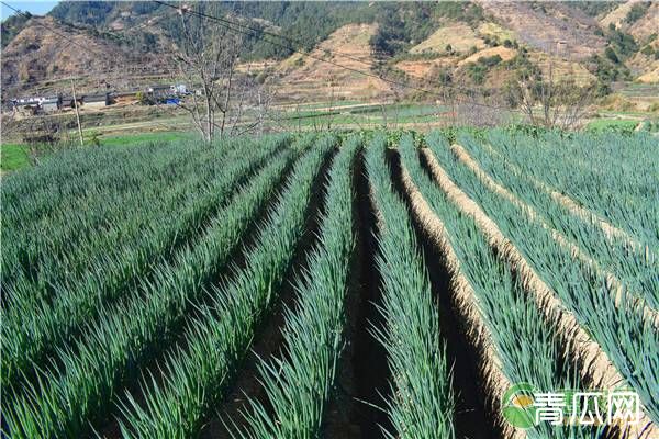 大葱重茬病害的原因及预防措施"