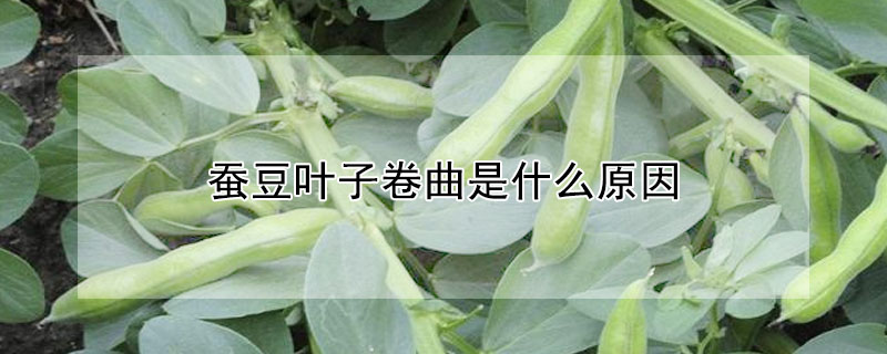 蚕豆叶子卷曲是什么原因"