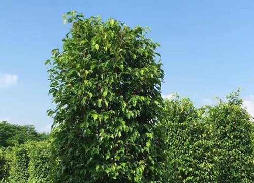 屋顶花园适合种什么树好风水