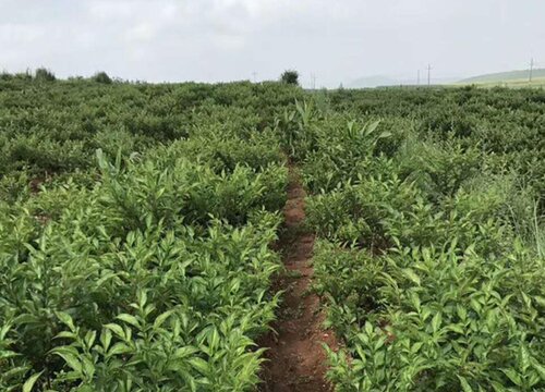 魔芋种植技术及亩产量及利润 魔芋种植前景及经济效益