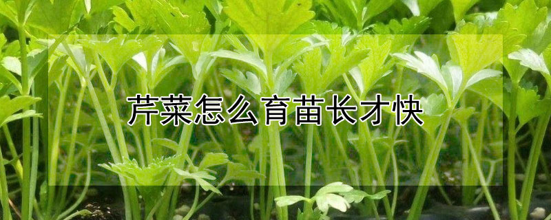 芹菜怎么育苗长才快