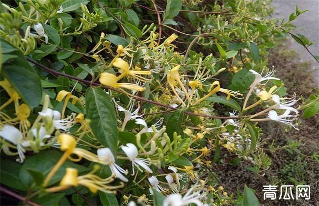 金银花烂根怎么处理"