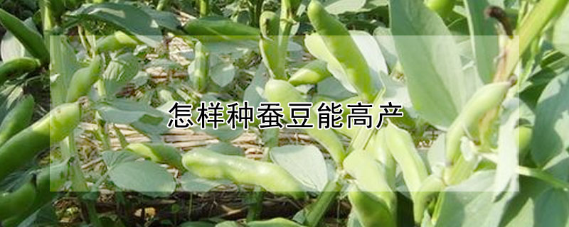 怎样种蚕豆能高产