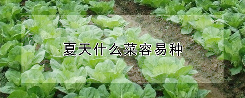 夏天什么菜容易种"