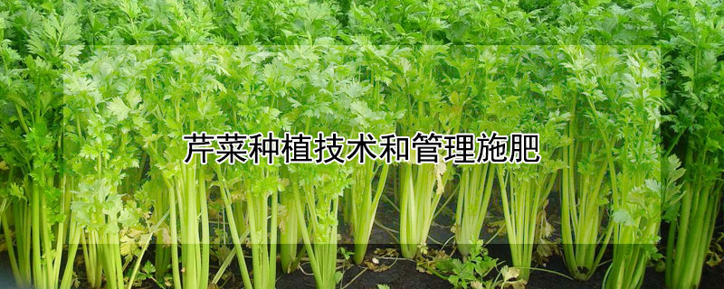 芹菜种植技术和管理施肥"