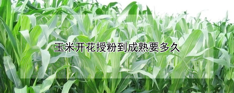 玉米开花授粉到成熟要多久"