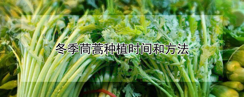 冬季茼蒿种植时间和方法"