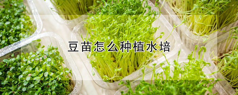 豆苗怎么种植水培"