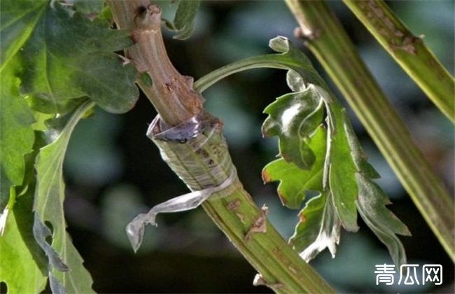 菊花怎么嫁接"