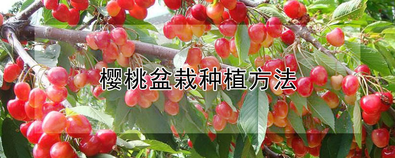 樱桃盆栽种植方法"