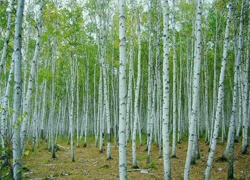 杀死树根用什么药最好 除树根让树慢慢死掉的方法