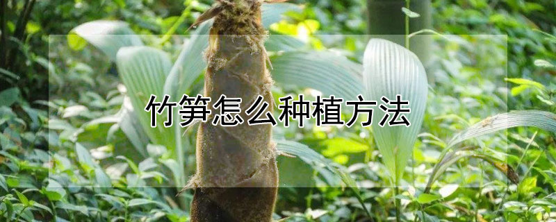 竹笋怎么种植方法"