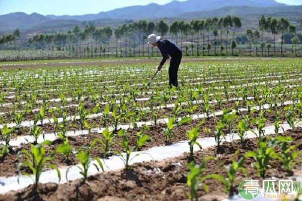 玉米苗期如何除草?学会这四个小技巧除草不伤苗!"