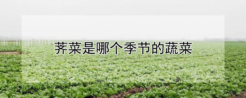 荠菜是哪个季节的蔬菜"