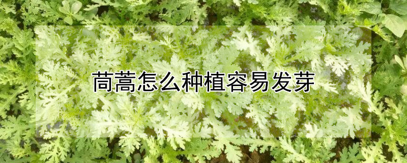 茼蒿怎么种植容易发芽"