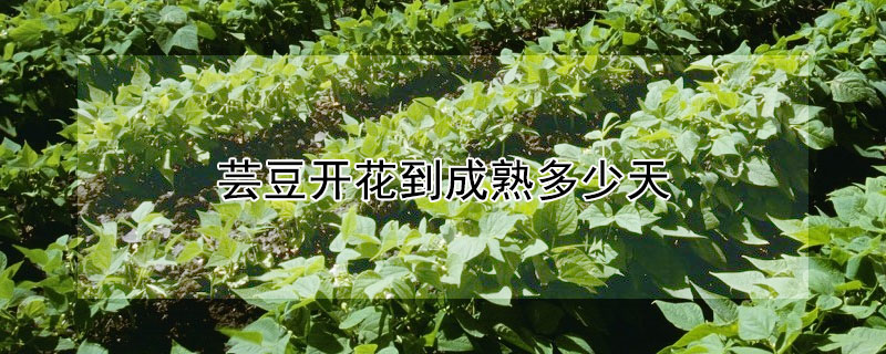 芸豆开花到成熟多少天"