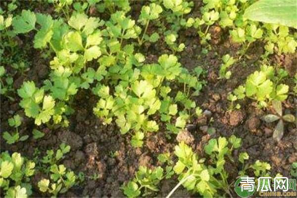 芹菜发芽慢如何解决?芹菜的催芽小技巧介绍"