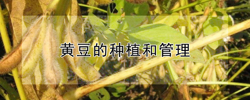 黄豆的种植和管理"