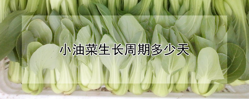 小油菜生长周期多少天"