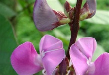 如何解除芸豆农药药害"