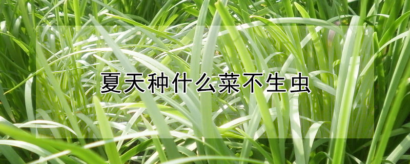 夏天种什么菜不生虫"