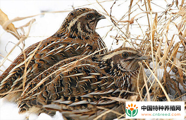 鹌鹑饲料：各阶段饲料配方推荐