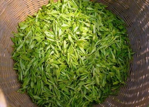 永川秀芽属于什么茶类