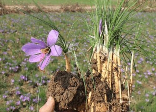 藏红花种球种植方法与时间 藏红花球茎怎么种