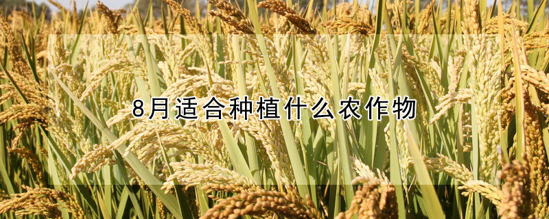 8月适合种植什么农作物"