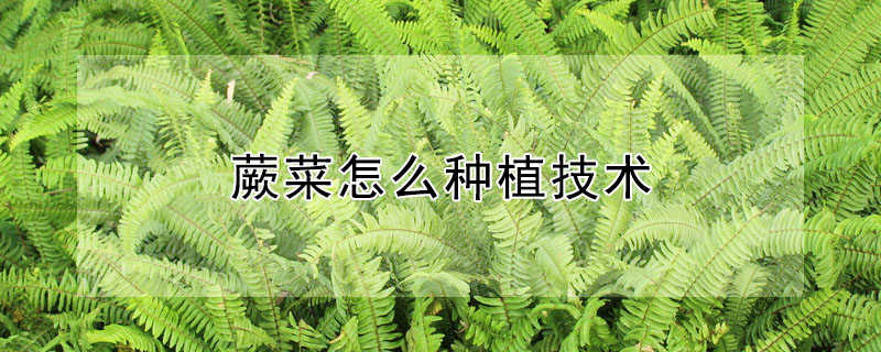 蕨菜怎么种植技术"