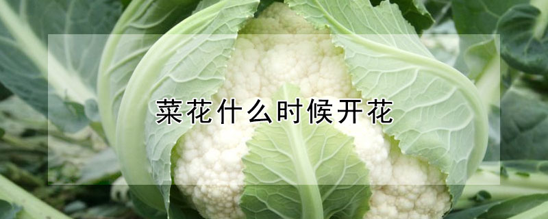 菜花什么时候开花"