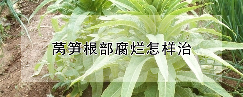 莴笋根部腐烂怎样治