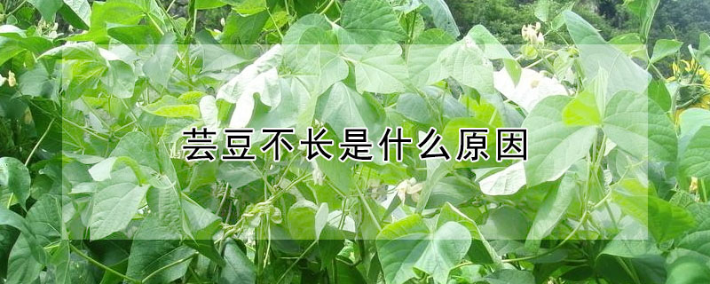 芸豆不长是什么原因"