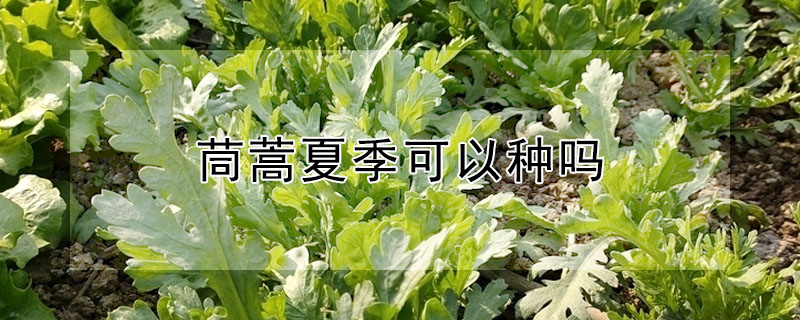 茼蒿夏季可以种吗"