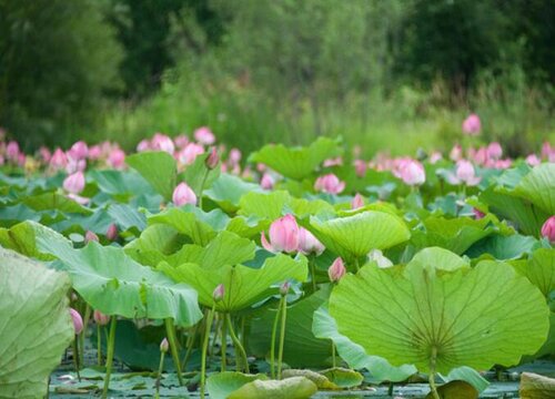 家里养荷花好不好