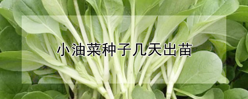 小油菜种子几天出苗