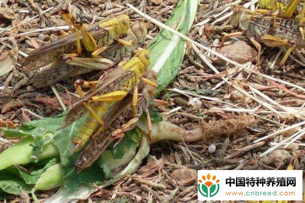 蚂蚱成特种养殖中的新宠"