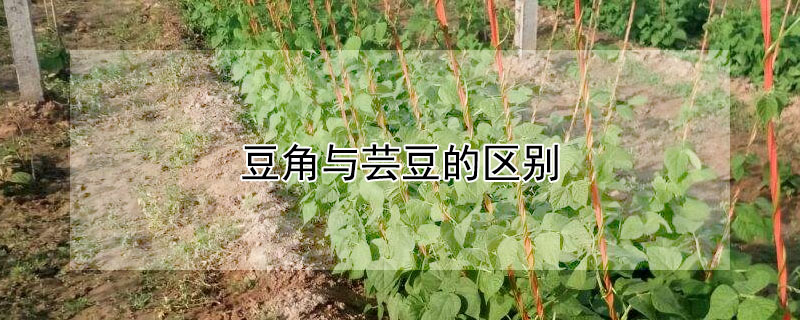 豆角与芸豆的区别"