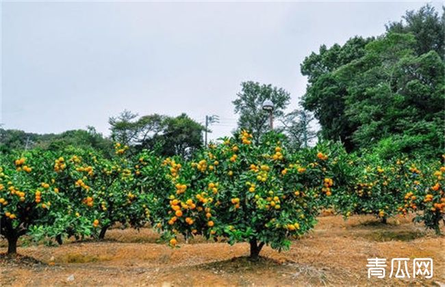 高温季节果园抗旱技术"