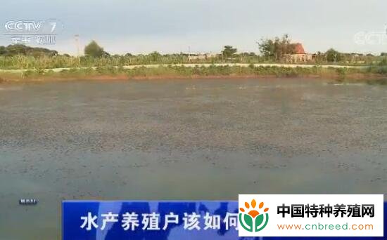 水产养殖户该如何应对高温天气"