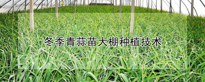 冬季青蒜苗大棚种植技术"