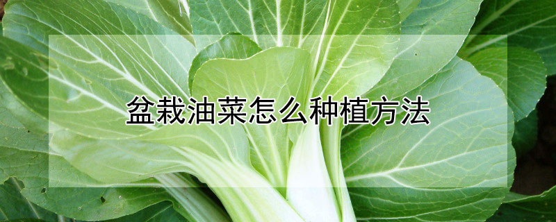 盆栽油菜怎么种植方法"