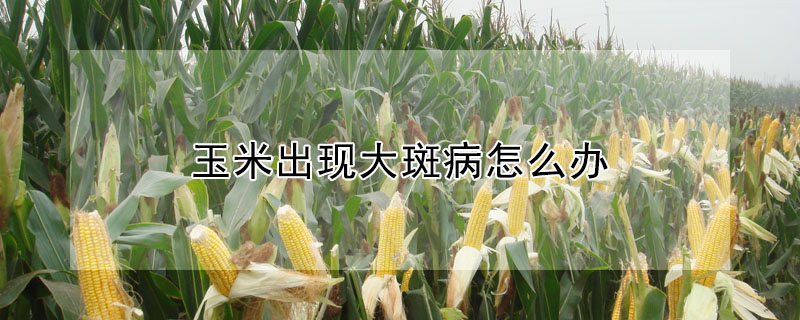 玉米出现大斑病怎么办"