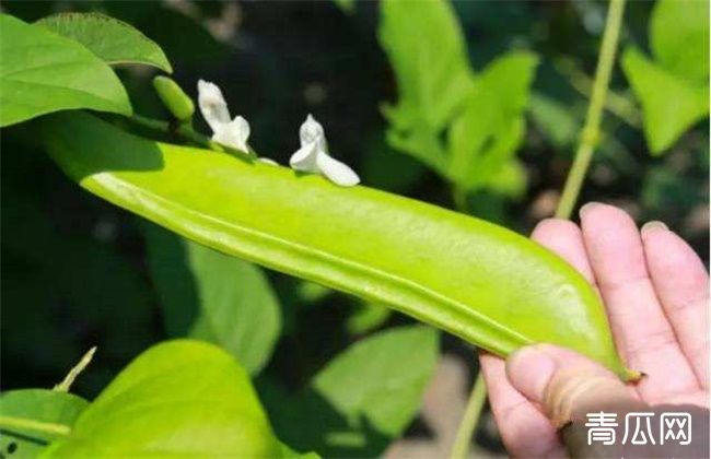 刀豆落花落荚原因及预防措施"