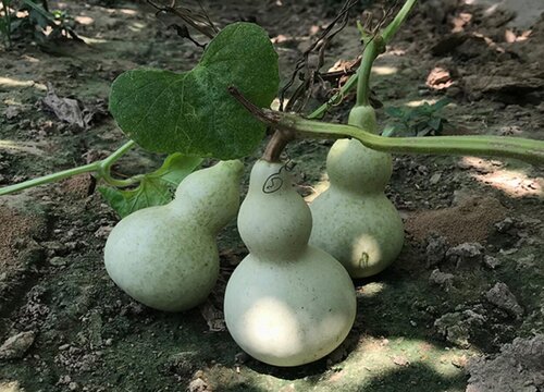 家里为什么不能种葫芦 家里种葫芦的风水讲究