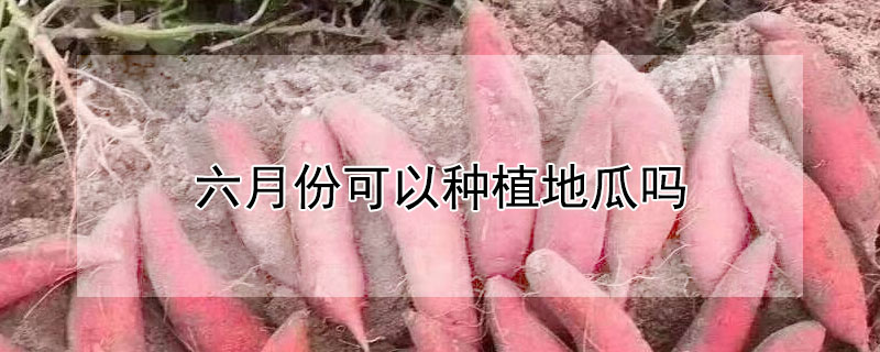 六月份可以种植地瓜吗"