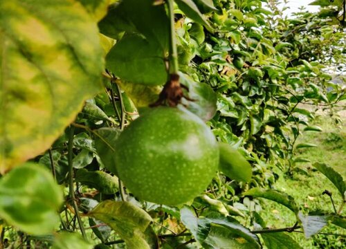 百香果好种吗 怎样种植百香果的正确方法