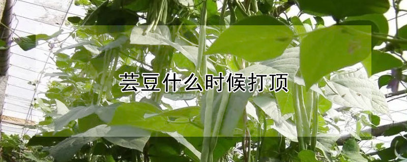 芸豆什么时候打顶"