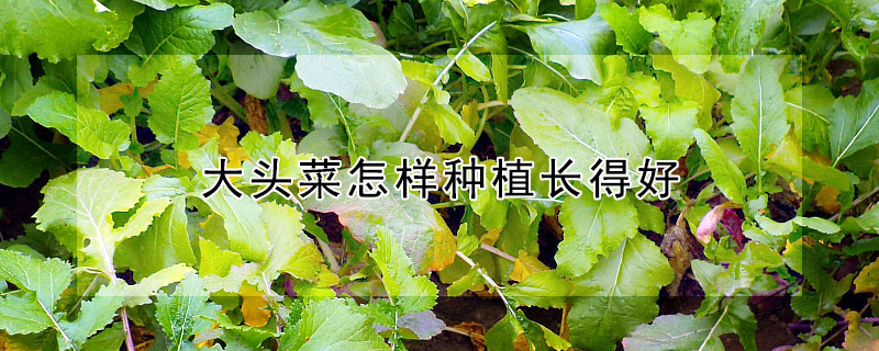 大头菜怎样种植长得好"