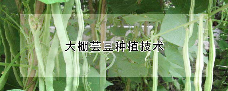 大棚芸豆种植技术"